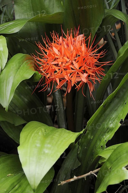 Bloodflower (Scadoxus multiflorus ssp. katherinae, Haemanthus multiflorus ssp. katherinae), flower, native to Africa