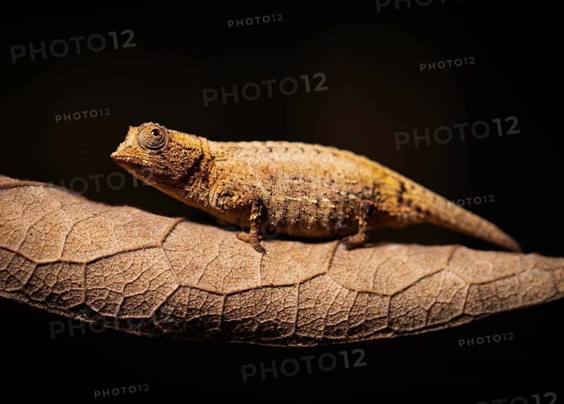 A small chameleon sits on a textured leaf against a brown background, Madagascar, Africa