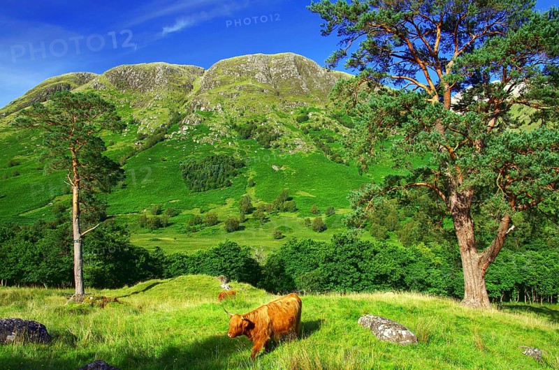 Highland cattle in a romantic, green landscape in Glen Nevis, Ben Nevis, Highlands, Scotland, Great Britain