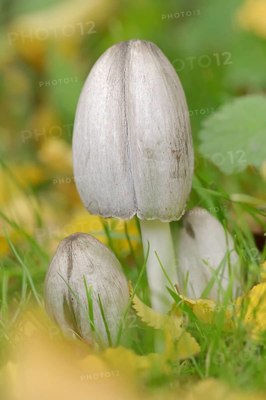 Wrinkled tintling or grey wrinkled tintling (Coprinus atramentarius), North Rhine-Westphalia, Germany, Europe
