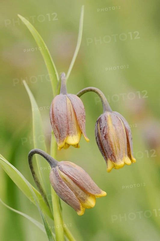 Turkish checkerboard flower or Michailovsky's fritillary (Fritillaria michailovskyi), flowers, ornamental plant, North Rhine-Westphalia, Germany, Europe