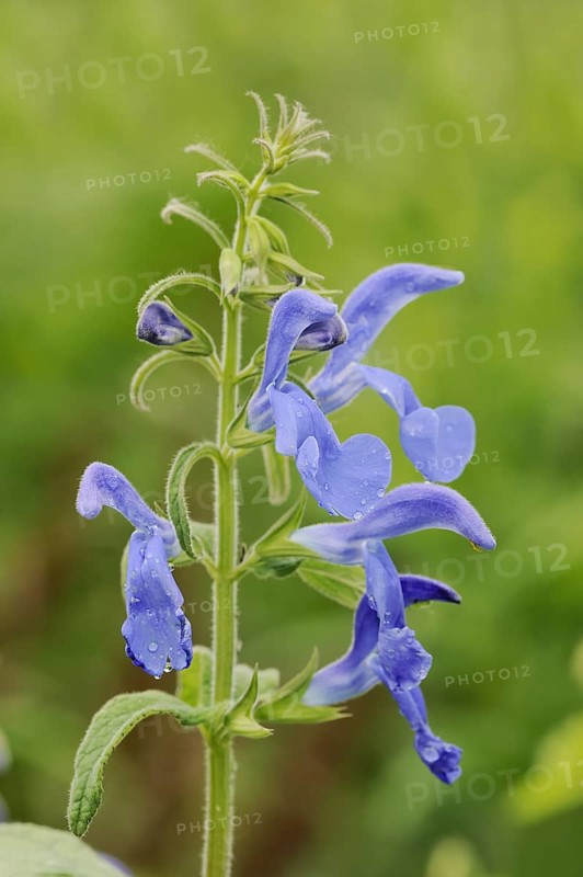 Gentian sage (Salvia patens), flowers, native to Central America
