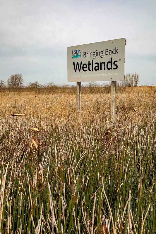 Fort Dodge, Iowa, Whispering Wings Marsh, a wetlands habitat conservation area where pheasants and ducks can be hunted