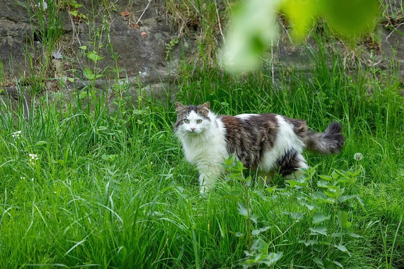 Domestic cat, Boizenburg, Mecklenburg-Western Pomerania, Germany, Europe