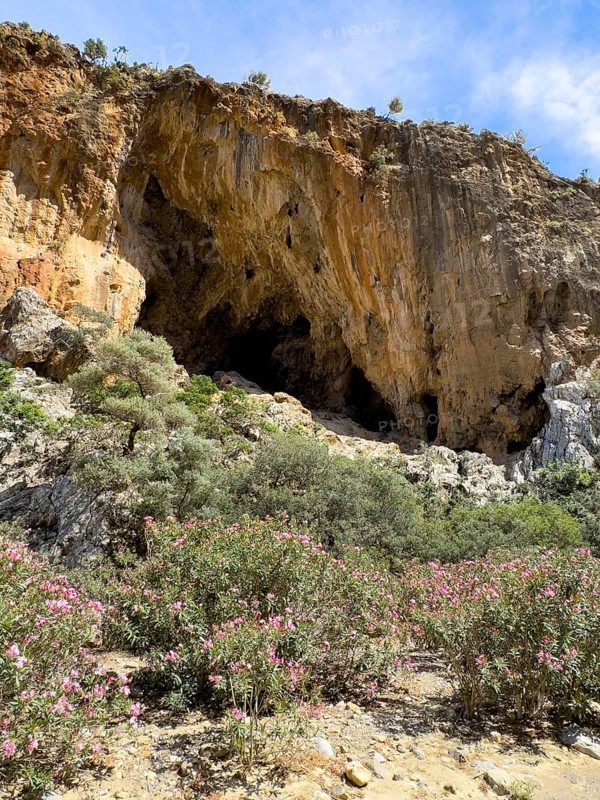 View of large natural grotto cave in Agiofarago Gorge of the Saints on south coast of island of Crete, in the foreground bushes of oleander (Nerium oleander) rose laurel, Crete, Greece, Europe