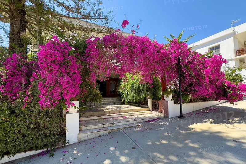 Large shrub of Bougainvillea (Bougainvillea glabra) triplet flower in front of staircase to building in monastery Panagia Kalyviani Kaliviani, Faneromeni, Tymbaki, Crete, Greece, Europe