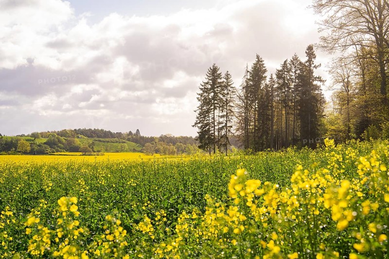 A wide flower meadow with yellow blossoms next to a group of trees under a cloudy sky, rolling hills in the background, spring, Calw, Black Forest, Germany, Europe