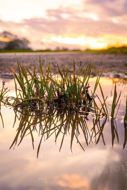 Blades of grass reflected in a puddle of water in the evening light, spring, Calw, Black Forest, Germany, Europe
