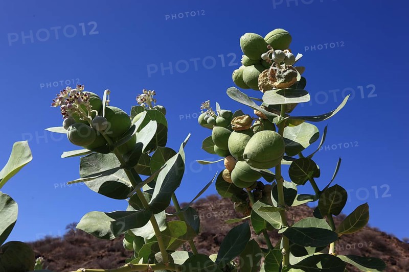 Southern Ethiopia, Omo region, blossom and fruit of the satanic apple, Ethiopia, Africa