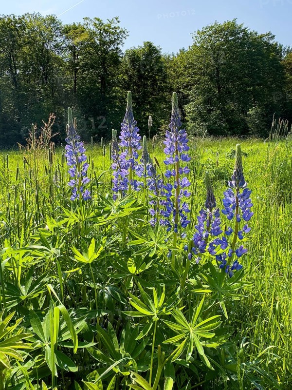 Wild Narrow-leaved lupin (Lupinus angustifolius) growing in the wild in a landscape conservation area, Grafenwald, North Rhine-Westphalia, Germany, Europe
