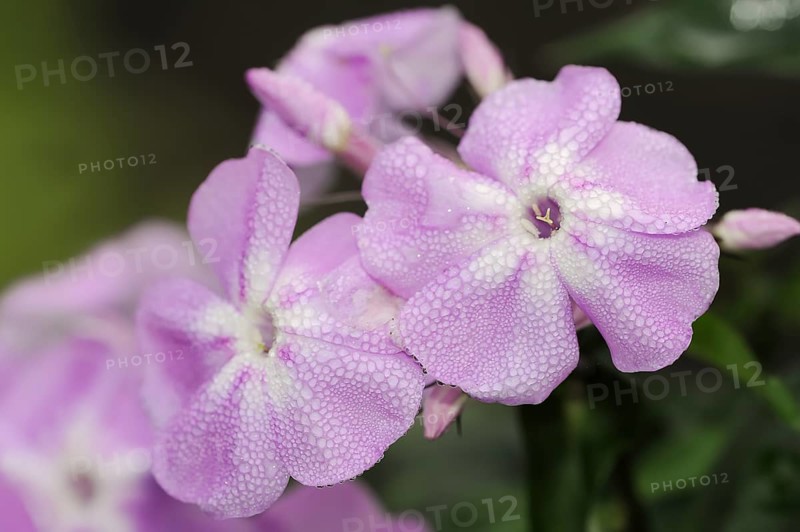 Tall flame flower or tall perennial phlox (Phlox paniculata), flowers, ornamental plant, North Rhine-Westphalia, Germany, Europe
