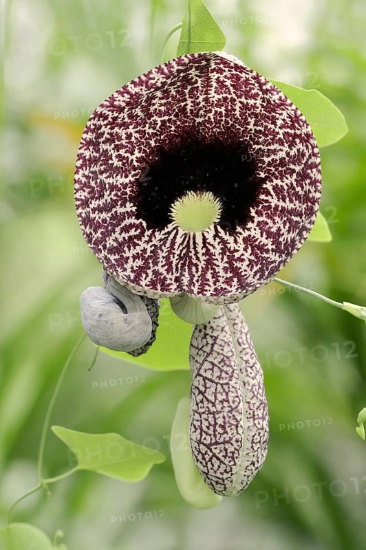 Ghost plant or pipe flower (Aristolochia elegans, Aristolochia littoralis), flower, native to South America
