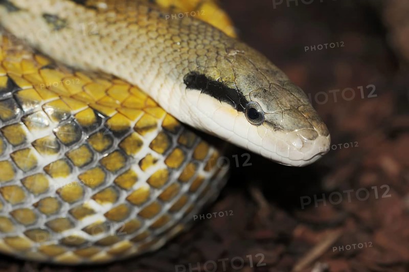 Taiwan beauty snake (Orthriophis taeniurus frisei, Elaphe taeniura frisei), captive, occurrence in Asia