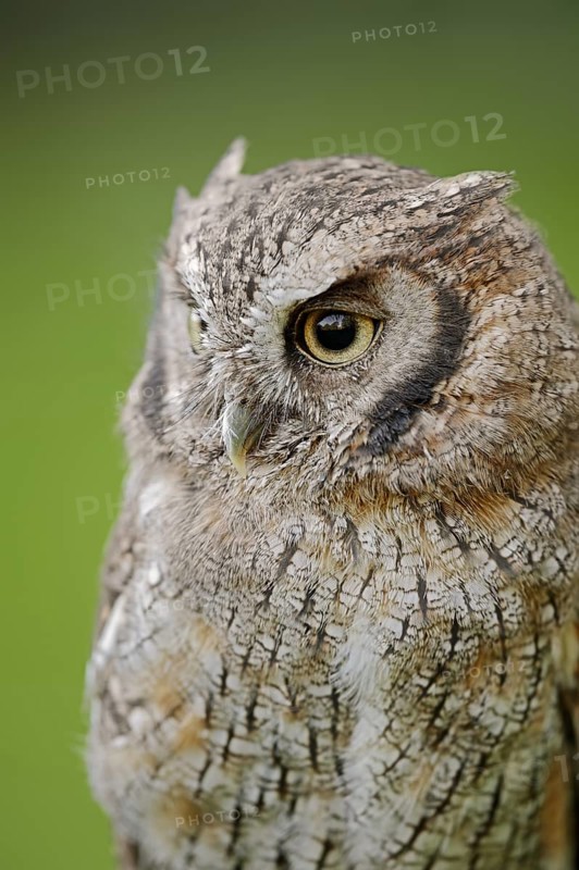 Tropical screech owl or Choliba screech owl (Megascops choliba, Otus choliba), portrait, captive, occurring in South and Central America