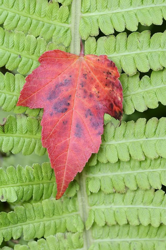 Red maple (Acer rubrum), leaf on fern leaf in autumn, North Rhine-Westphalia, Germany, Europe