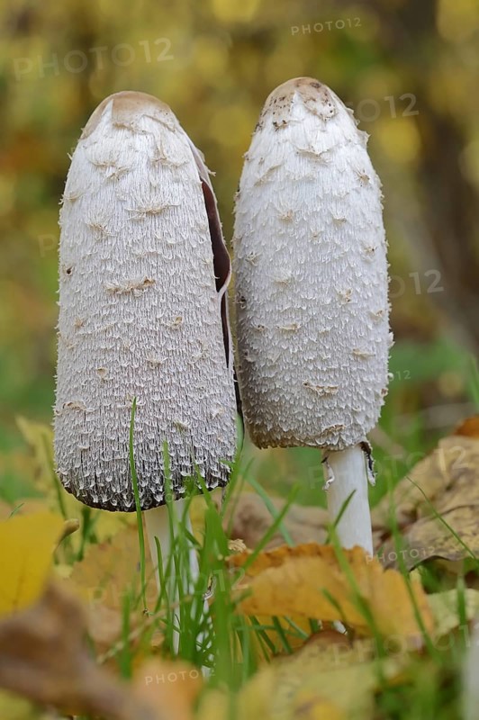 Shaggy ink cap (Coprinus comatus), North Rhine-Westphalia, Germany, Europe