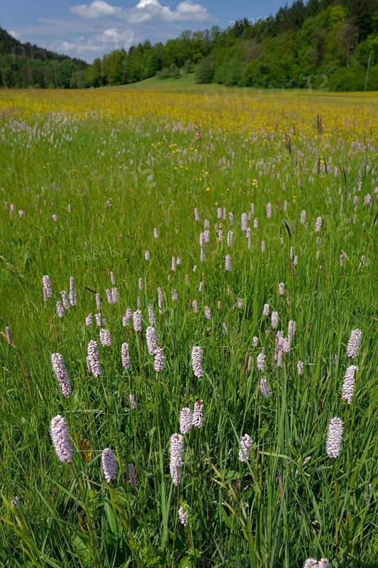 Flower meadow in the Rottal valley near Wielandsweiler, spring, May, Swabian-Franconian Forest nature park Park, Schwaebisch Hall, Hohenlohe, Heilbronn-Franconia, Baden-Wuerttemberg, Germany, Europe