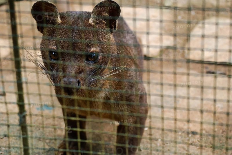 Fossa in captivity, cryptoprocta ferox, Madagascar, Africa
