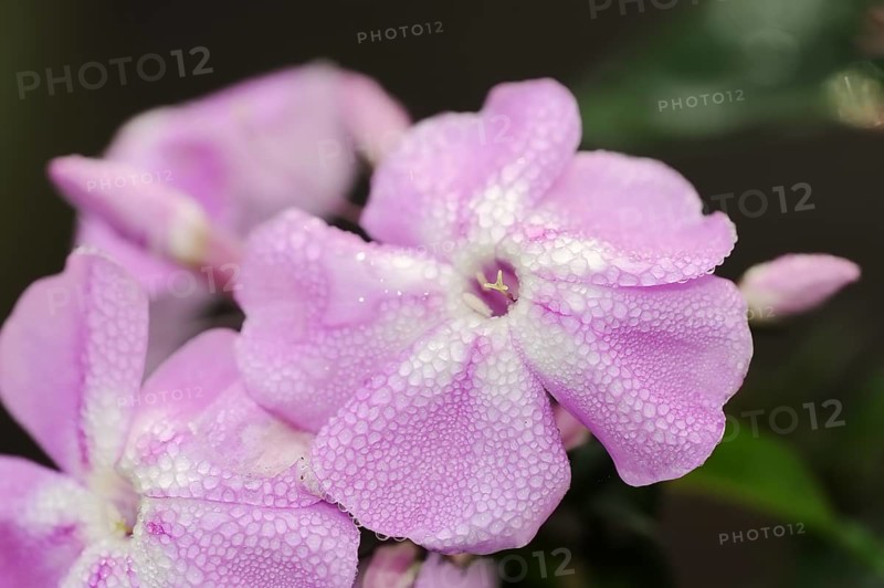 Tall flame flower or tall perennial phlox (Phlox paniculata), flowers, ornamental plant, North Rhine-Westphalia, Germany, Europe