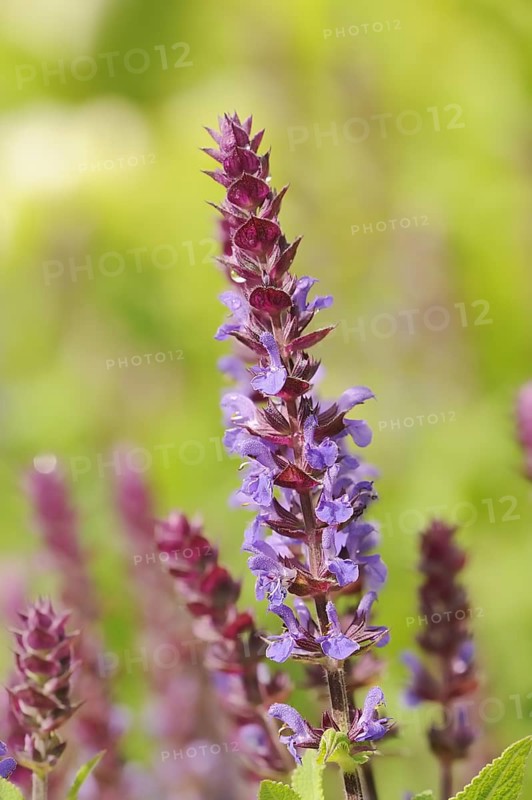 Woodland sage (Salvia nemorosa), ornamental plant, North Rhine-Westphalia, Germany, Europe
