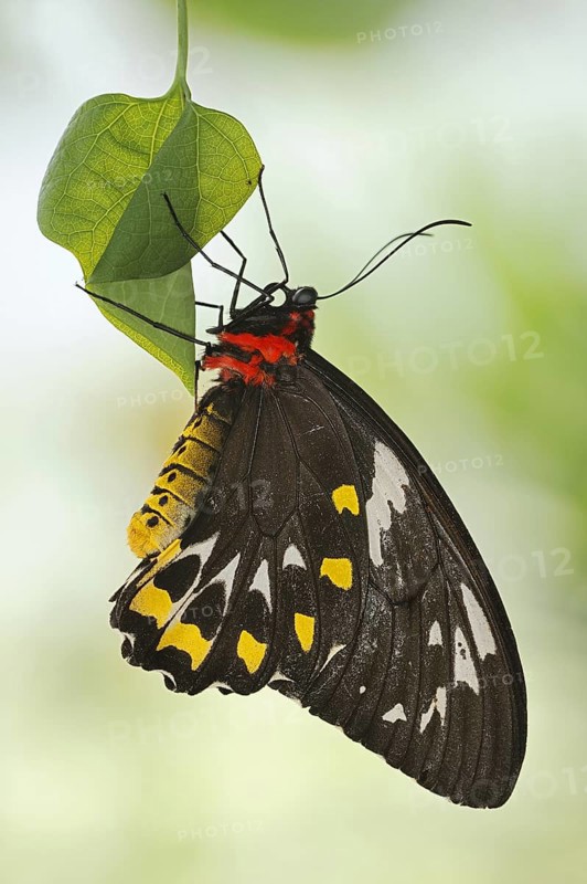 Bird moth (Ornithoptera priamus), female, captive, occurrence in Australia