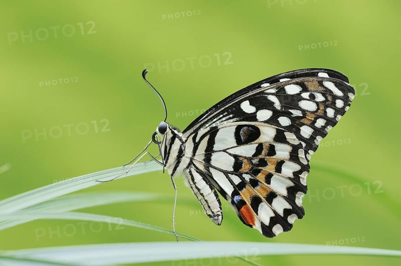 Citrus Swallowtail or Chequered Swallowtail (Papilio demoleus), captive, occurrence in Southeast Asia