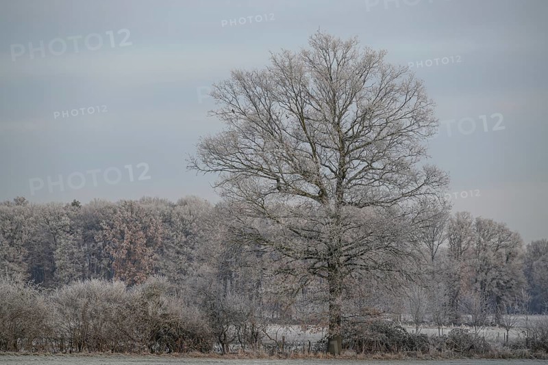 Single large tree and trees in the background covered with frost against a grey sky, hoarfrost on meadows and trees against a blue sky in Muensterland, Velen, Germany, Europe