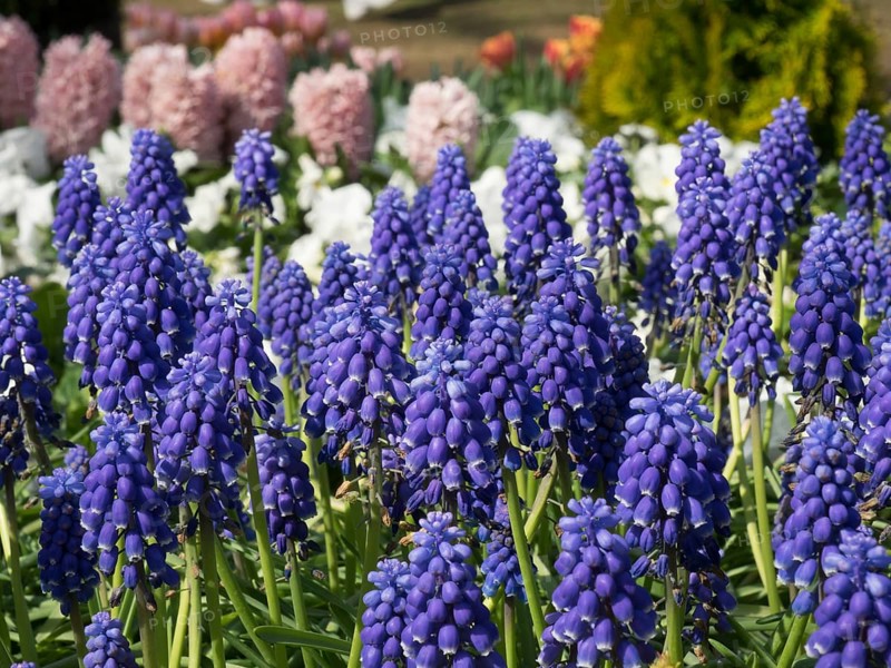 A flower bed with bright purple grape hyacinths and other colourful flower-bed in the background, many colourful tulips in bloom in a garden in the Netherlands during the Springtime Zeti, Amsterdam, Netherlands