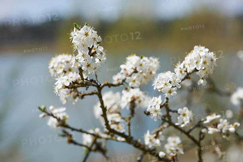 Blackthorn (Prunus spinosa) Blossoms in spring, Bavaria, Germany, Europe