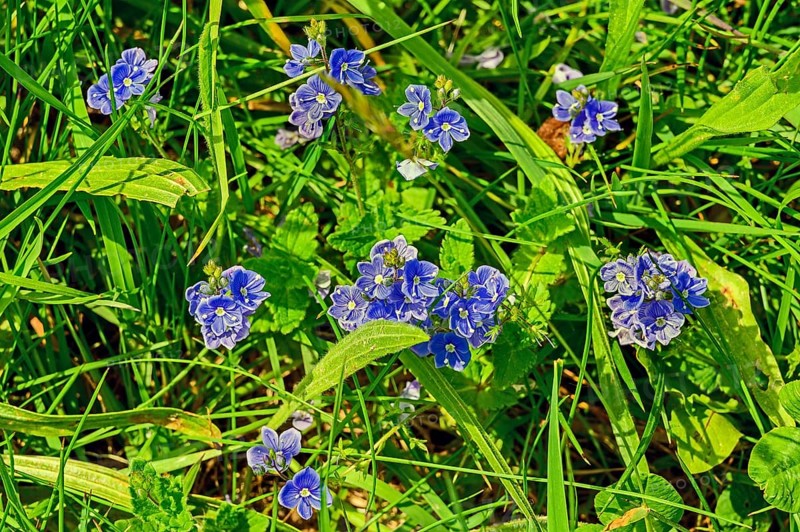 Meadow with speedwell (Veronica), Allgaeu, Bavaria, Germany, Europe