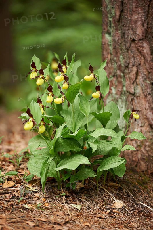 Close-up of lady's-slipper orchid (Cypripedium calceolus) blossom in a forest in early summer