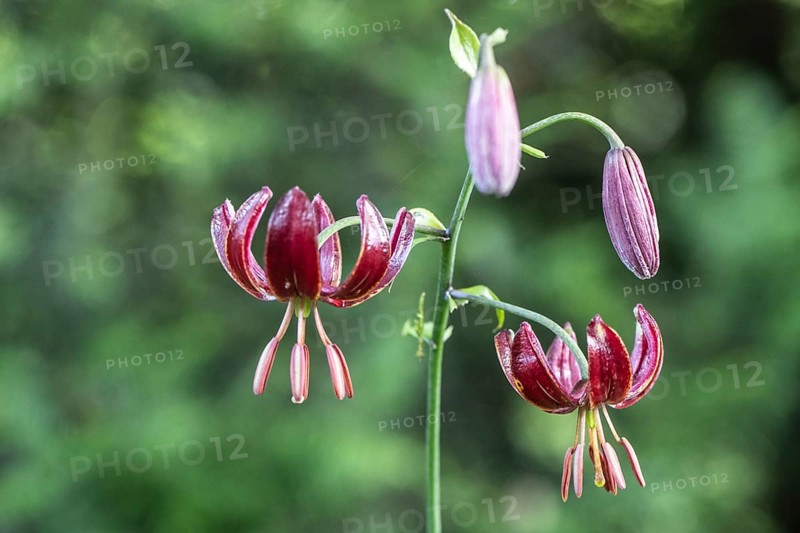 Martagon lily (Lilium martagon), Emsland, Lower Saxony, Germany, Europe