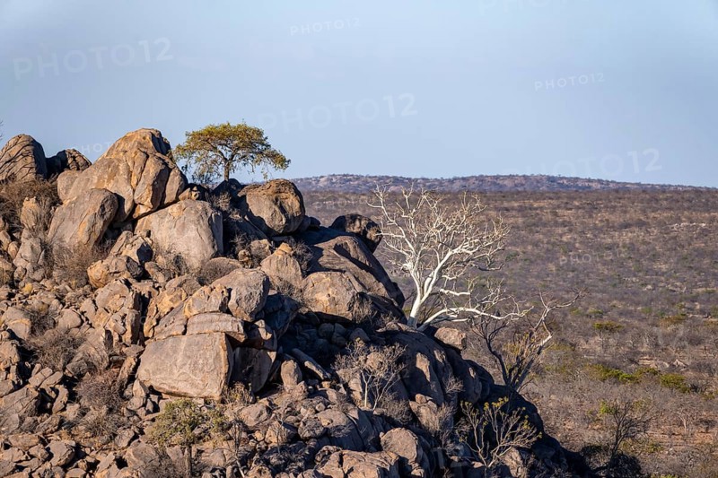 Leafless trees growing on a rocky barren hill, tree with white bark, Hobatere Concession, Namibia, Africa