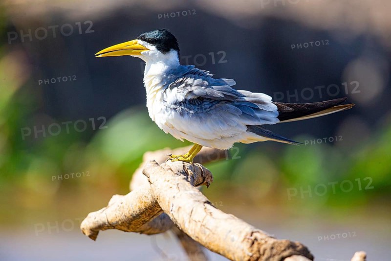 Large-billed Tern (Phaetusa simplex) Pantanal Brazil