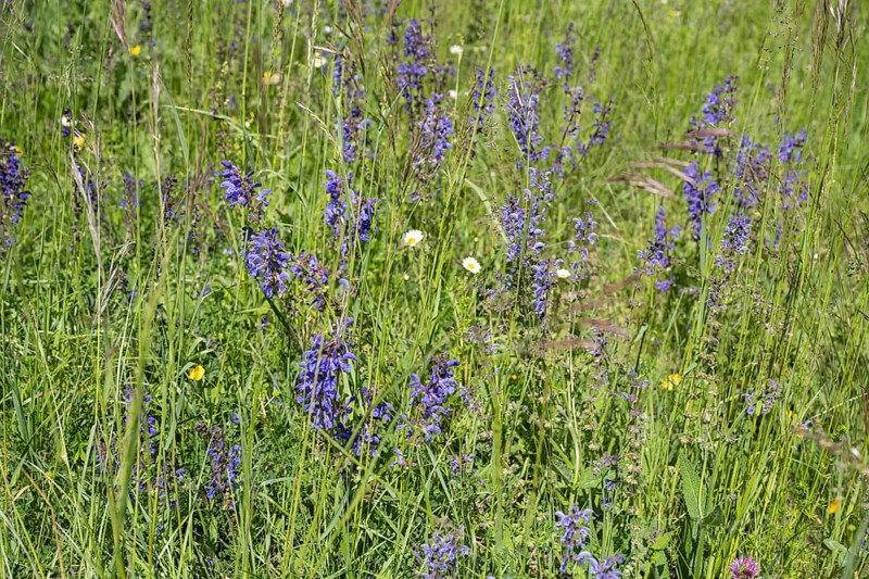 Meadow clary (Salvia pratensis) in a meadow, bee forage meadow, forage meadow, Baden-Wuerttemberg, Germany, Europe