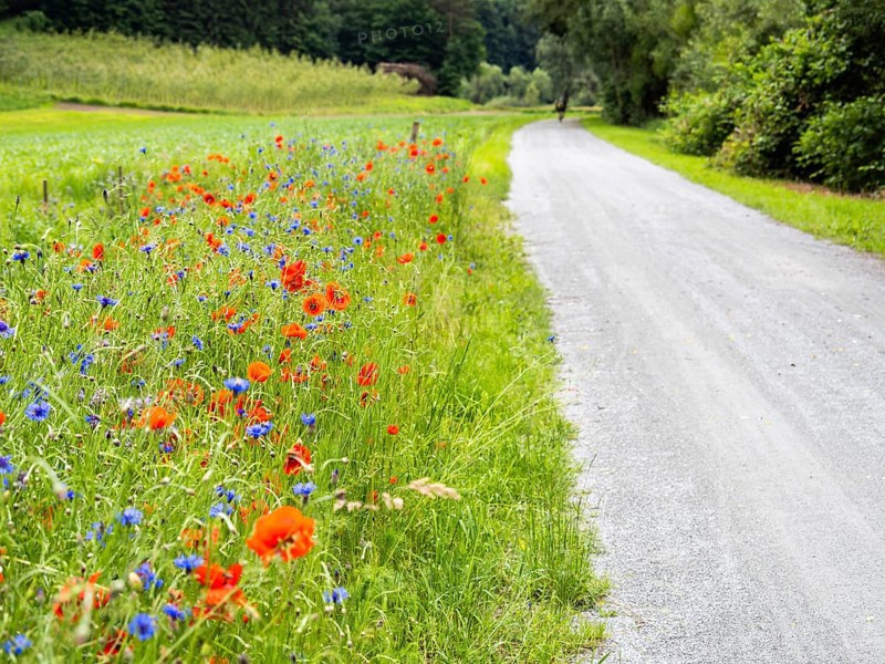 Poppy field in bloom, cornflowers in between, Sausal cycle path, near Heimschuh, Styria, Austria, Europe
