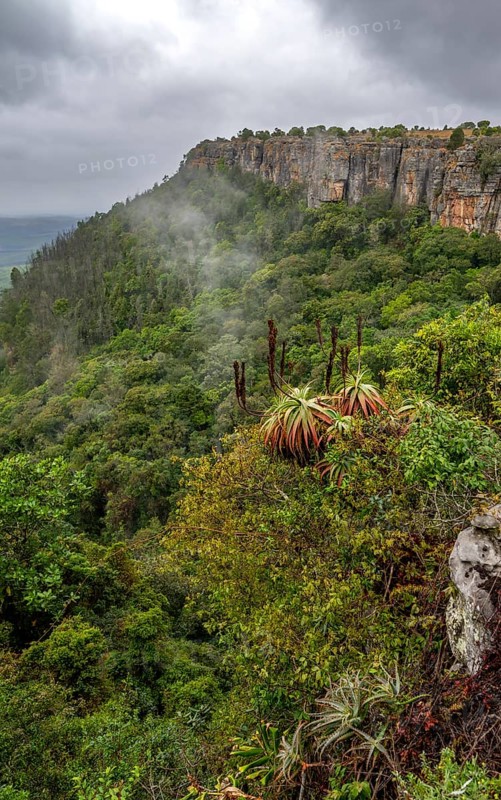 Krantz aloe (Aloe arborescens), view from the plateau to the Graskop Gorge with dense forest, Panorama Chalets and Rest Camp, Graskop, Mpumalanga, South Africa, Africa