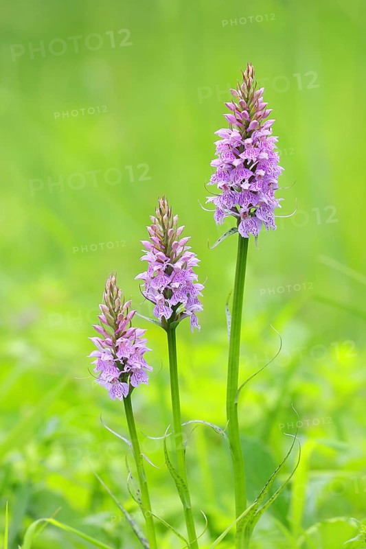 Moorland spotted orchid (Dactylorhiza maculata), flowering wild orchid, plant group, macro, nature photography, Mackenberg nature reserve, North Rhine-Westphalia, Germany, Europe