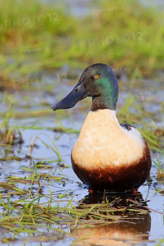 Northern shoveler (Spatula clypeata) in a wet meadow, spring, wildlife, nature photography, Huede, Ochsenmoor, Lake Duemmer, Lower Saxony, Germany, Europe
