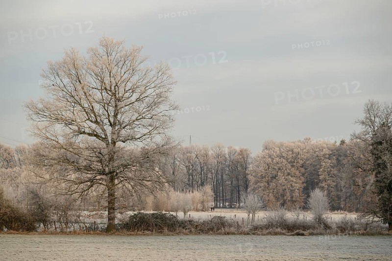 A single frosty tree in focus with frost-covered meadows and a forest in the background, Frosty winter time in the early morning on fields and meadows in Muensterland, velen, Germany, Europe