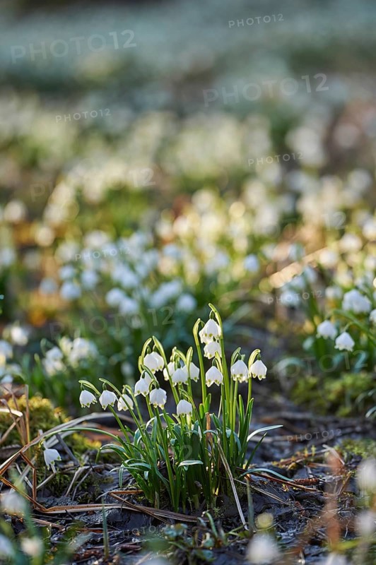 Field of spring snowflake (Leucojum vernum) blooming in spring, Bavaria, Germany, Europe