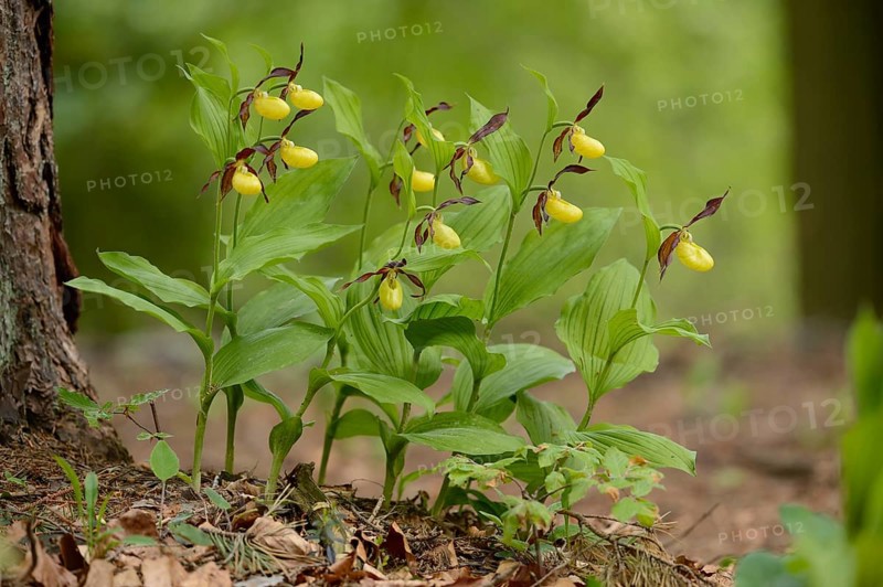 Close-up of lady's-slipper orchid (Cypripedium calceolus) blossoms in a forest in spring, Upper Palatinate