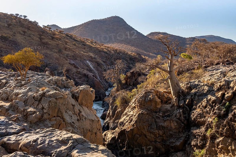 African Baobab (Adansonia digitata) at Kunene Fl, in the evening light, Epupa Falls, Kunene, Namibia, Africa