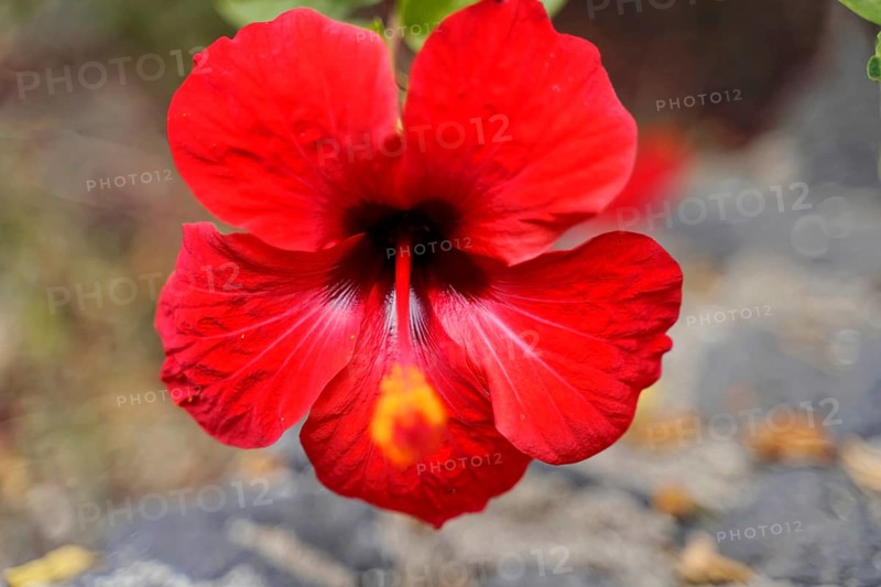 On the way to Mount Teide, El Teide, Pico del Teide, volcano in the Teide National Park on Tenerife, Canary Islands, Spain, Europe, Macro photograph of a red hibiscus flower, hibiscus, marshmallow (Hibiscus spec.), with detailed petals, Tenerife, Europe