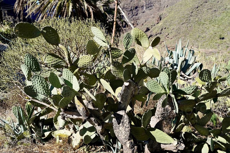 Mountain village Masca, Masca Gorge, Montana Teno Mountains, Tenerife, Canary Islands, Spain, Europe, Dense collection of cacti of different sizes and shapes in a sunny, rocky landscape, Europe