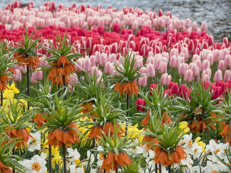 Colourful tulips and imperial crown in different colours in a garden in front of a pond in spring, many colourful, blooming tulips in springtime in the Netherlands, amsterdam, netherlands