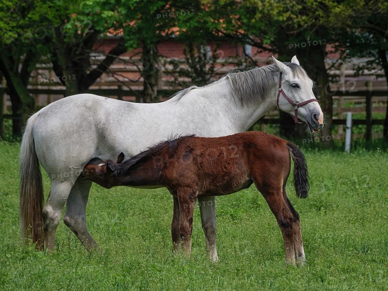 A grey mare stands in a green meadow and suckles a brown foal, surrounded by trees, horses and foal in a green meadow in Muensterland, borken, germany
