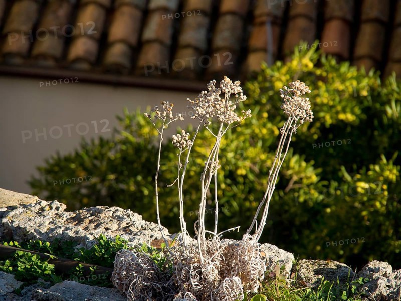 Close-up of dry plants on a stone wall under sunlight, the old town of Dubrovnik with historic houses, churches, red roofs and fortress walls, dubrovnik, coratia