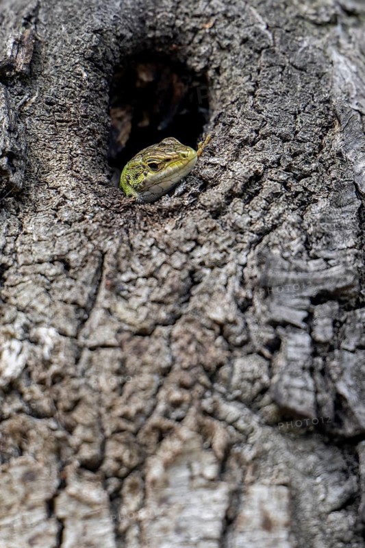 Sand lizard (Lacerta agilis) looking out of a knothole, Dalmatia, Croatia, Europe