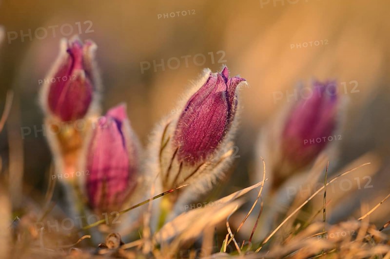 A group of Pulsatilla (Pulsatilla vulgaris) blooms in the grassland on a evening in early spring, Bavaria, Germany, Europe